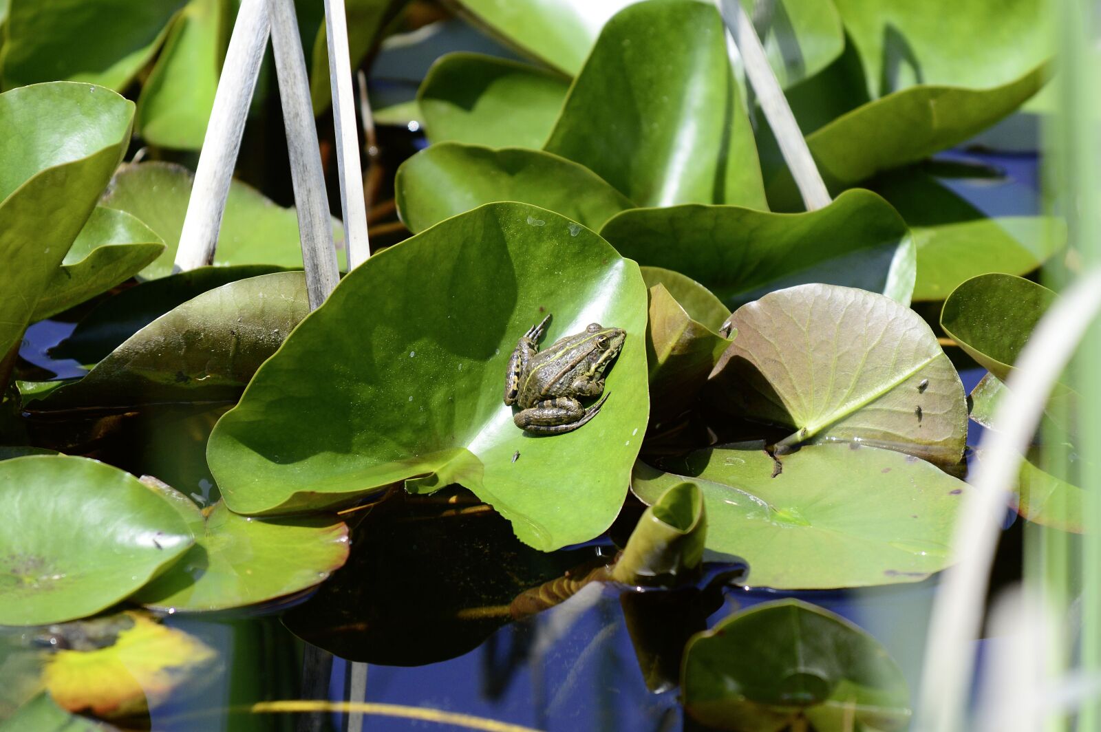 Nikon D3200 sample photo. Frog, biotope, pond photography