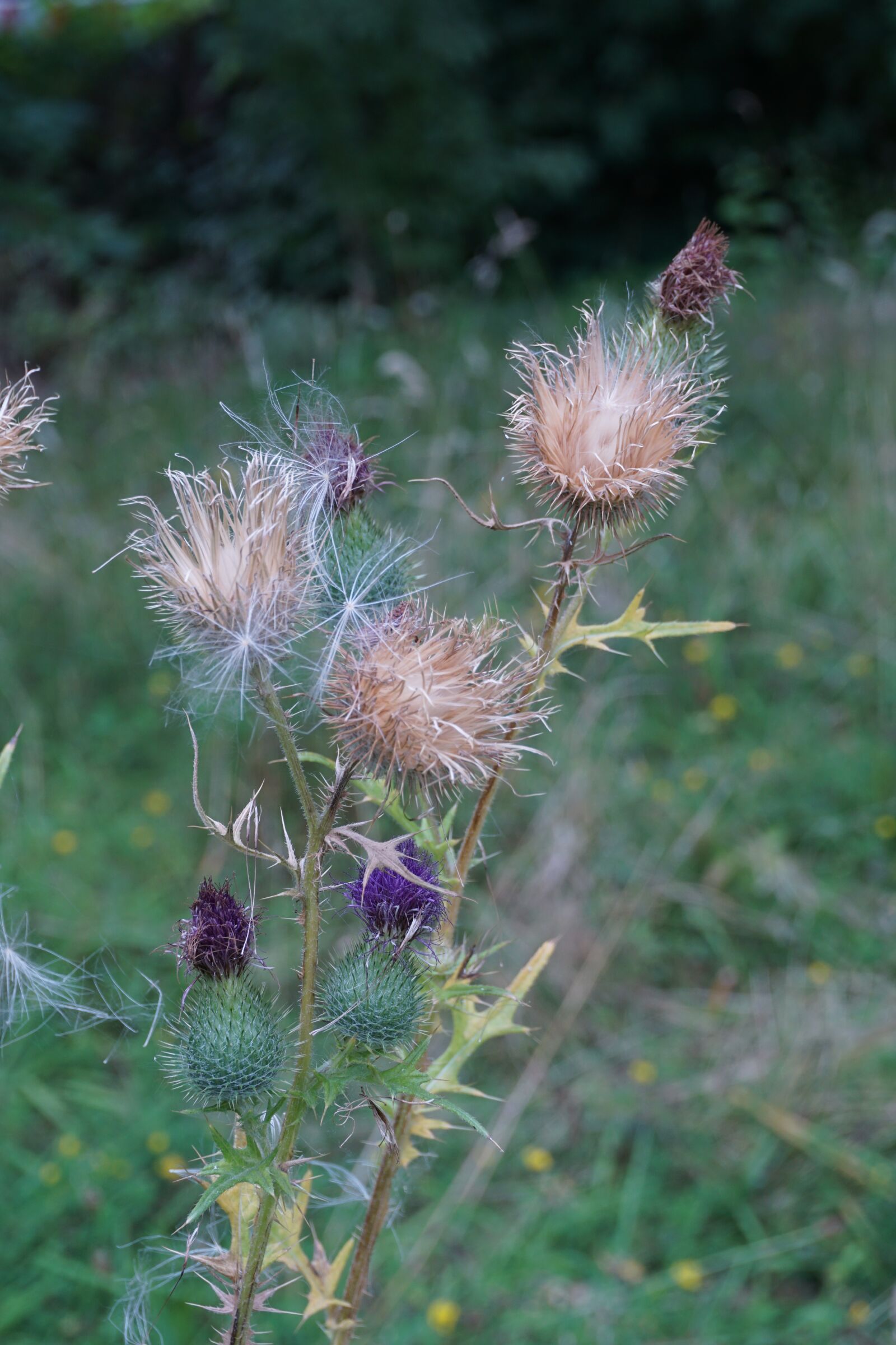 Sony a6000 sample photo. Nature, plants, leaves photography