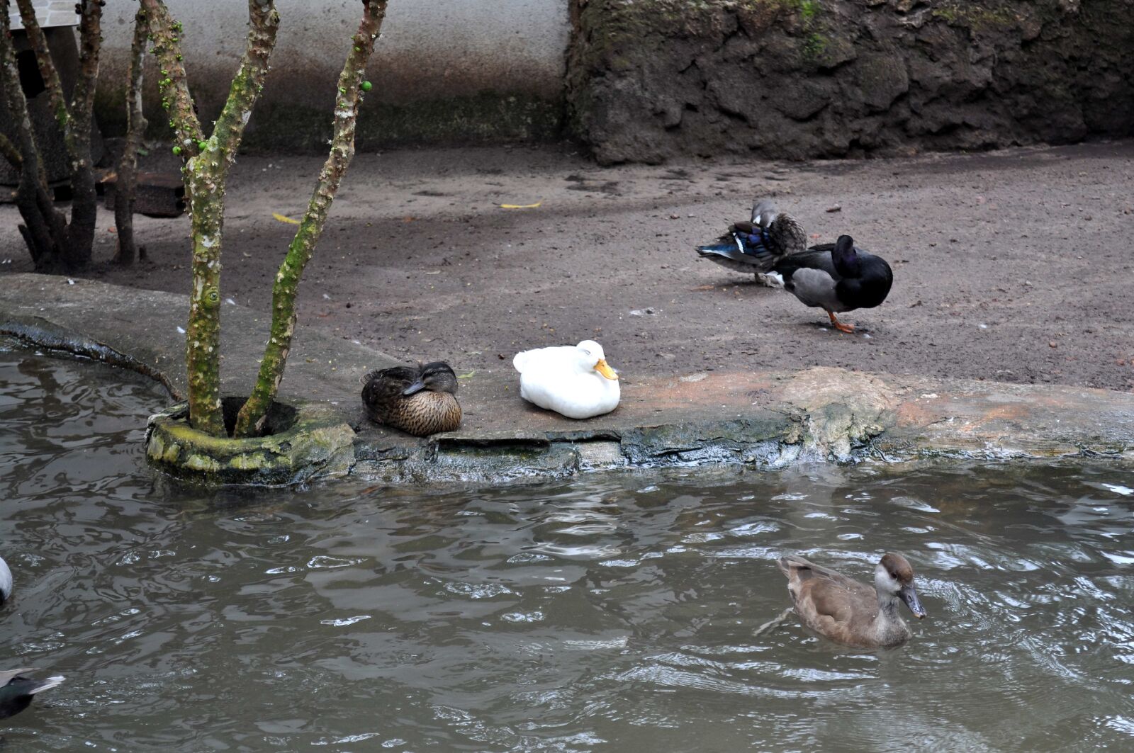 Nikon D5000 sample photo. One, white, domestic duck photography
