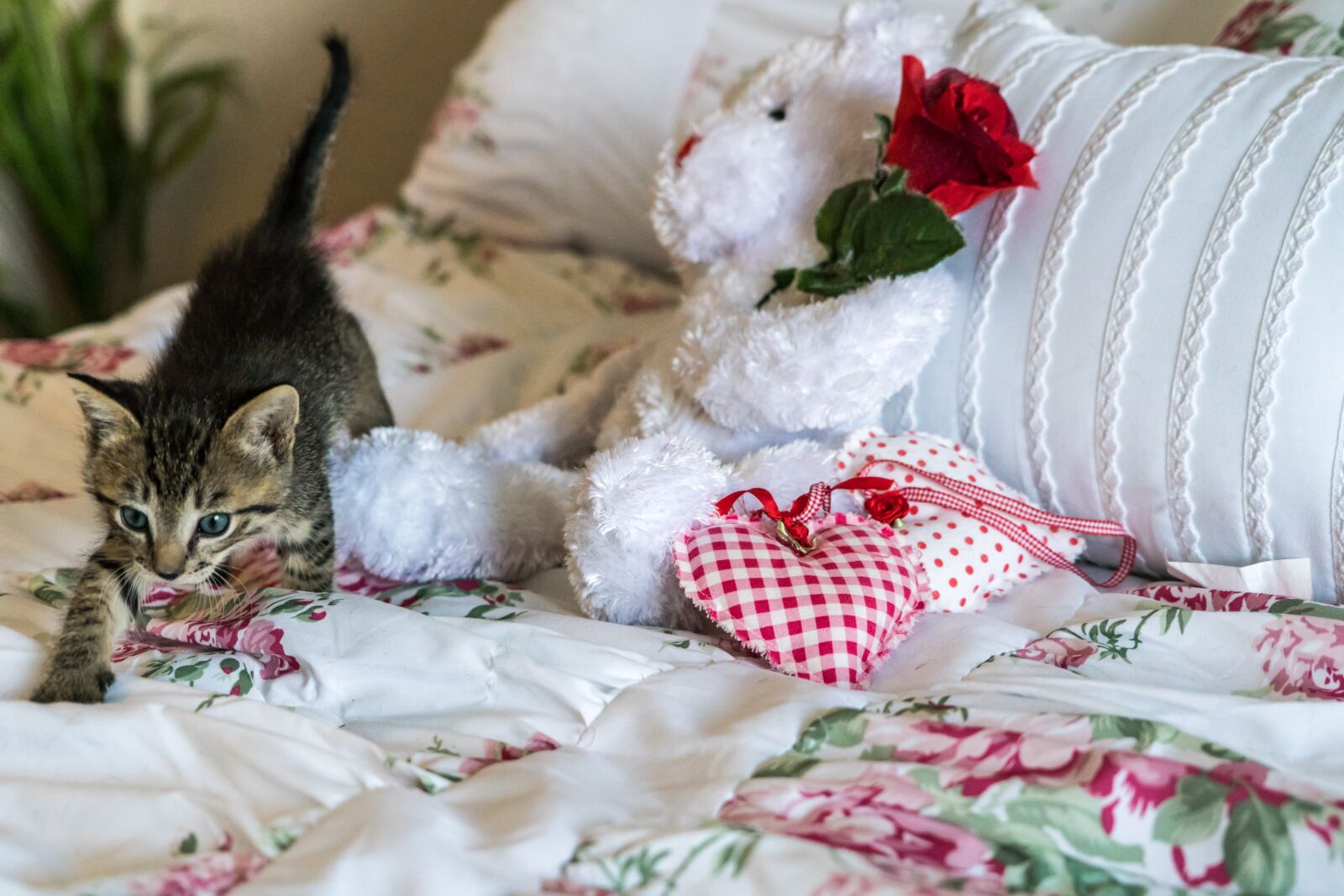 Sony a7R II + Sony FE 24-240mm F3.5-6.3 OSS sample photo. Kitten, newborn, cat photography