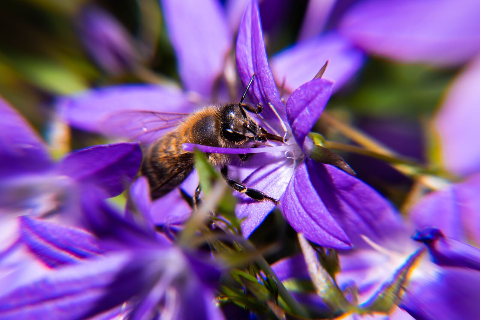 Nikon D850 sample photo. Pollen, blossom, insect photography