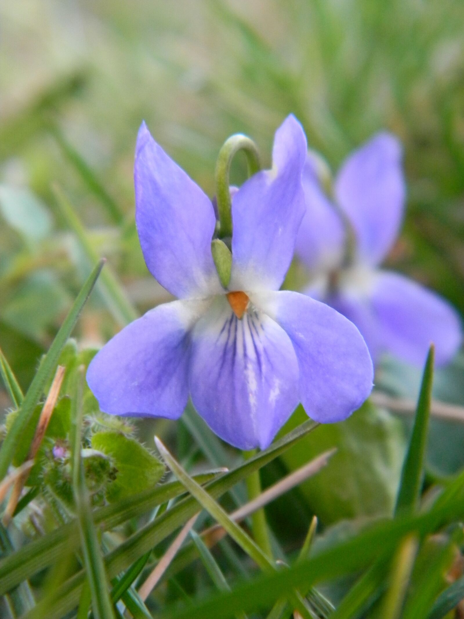 Nikon Coolpix L110 sample photo. Nature, garden, violet photography