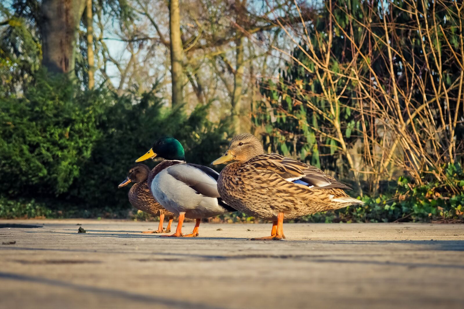 Olympus OM-D E-M10 sample photo. Ducks, animal, bird photography