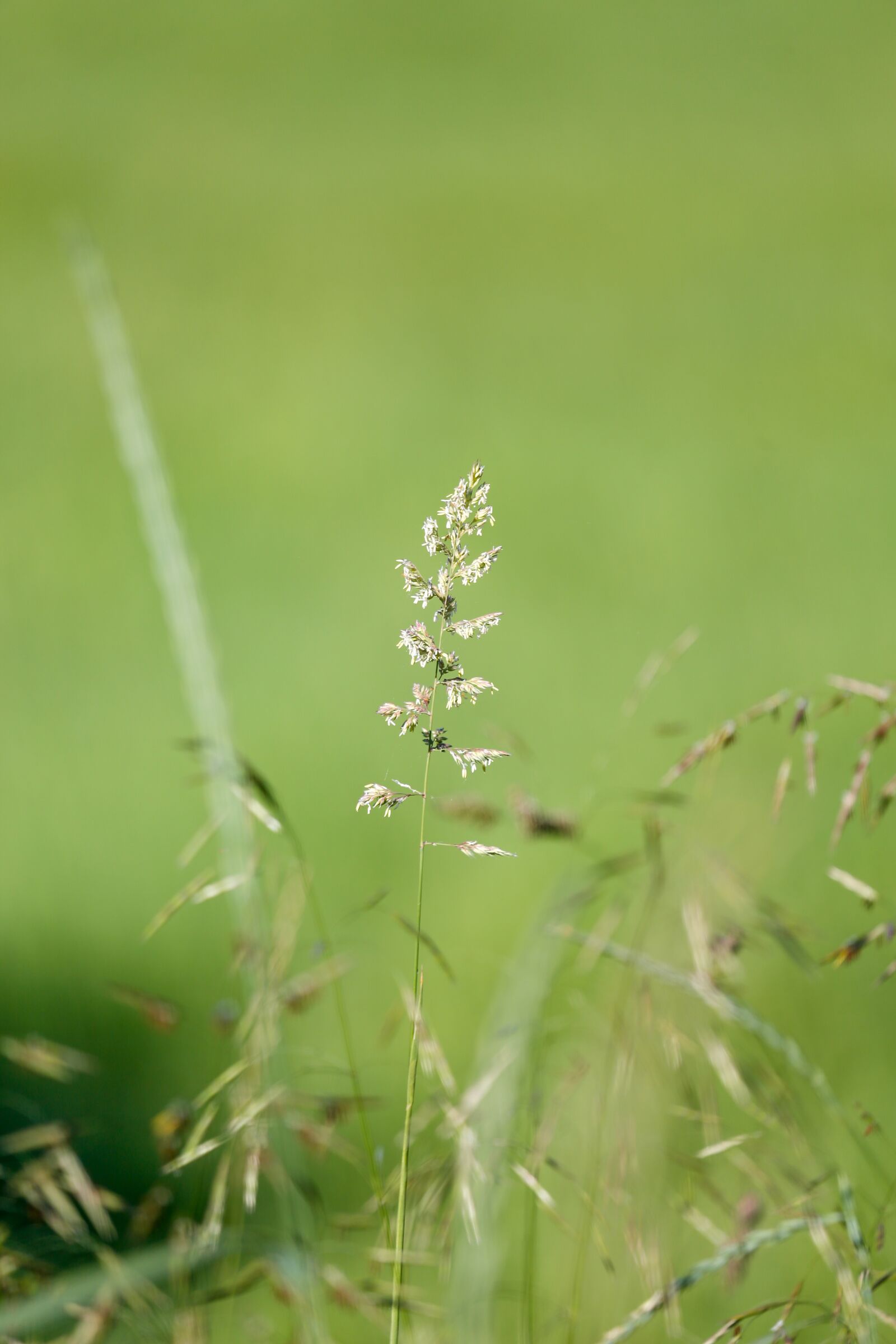 Canon EF 100-400mm F4.5-5.6L IS USM sample photo. Grass, halme, green photography
