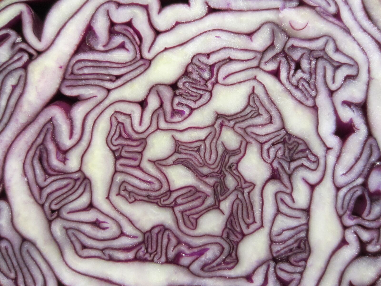 Canon PowerShot ELPH 300 HS (IXUS 220 HS / IXY 410F) sample photo. Pattern, cabbage, red cabbage photography