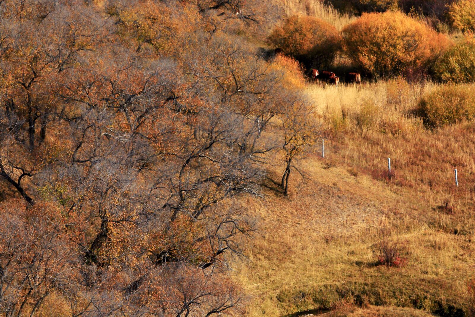 Canon EOS 70D + Canon EF 70-200mm F2.8L IS USM sample photo. Autumn, the scenery, golden photography