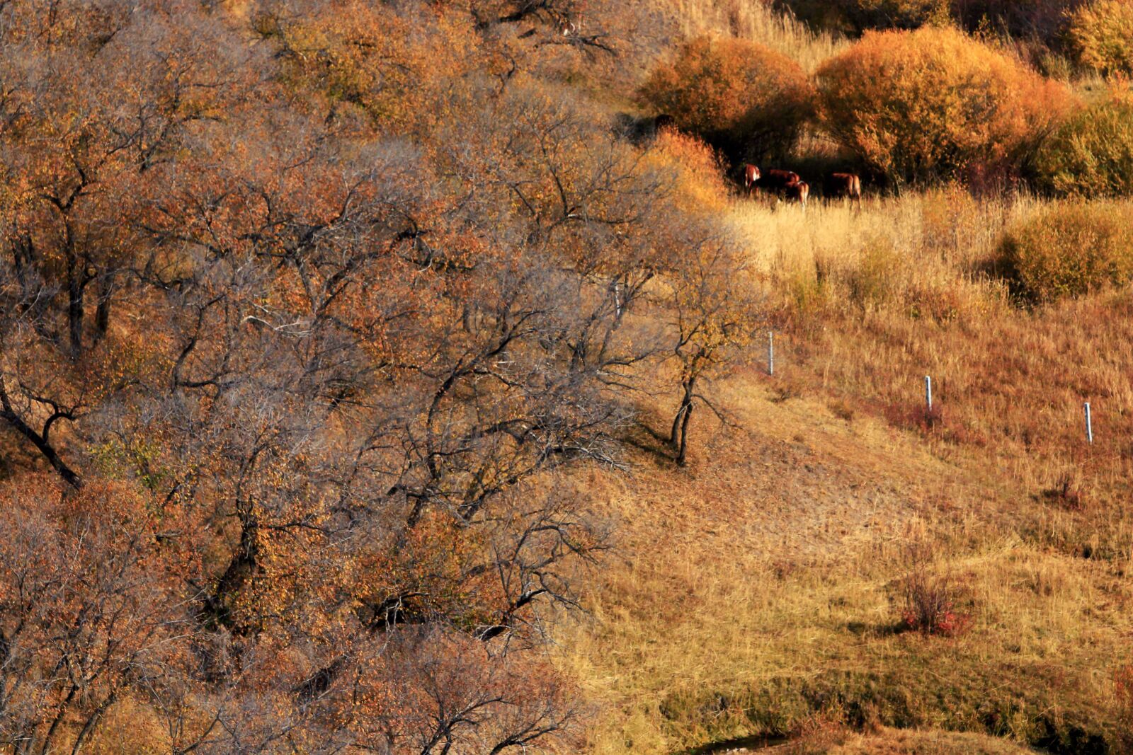 Canon EF 70-200mm F2.8L IS USM sample photo. Autumn, the scenery, golden photography