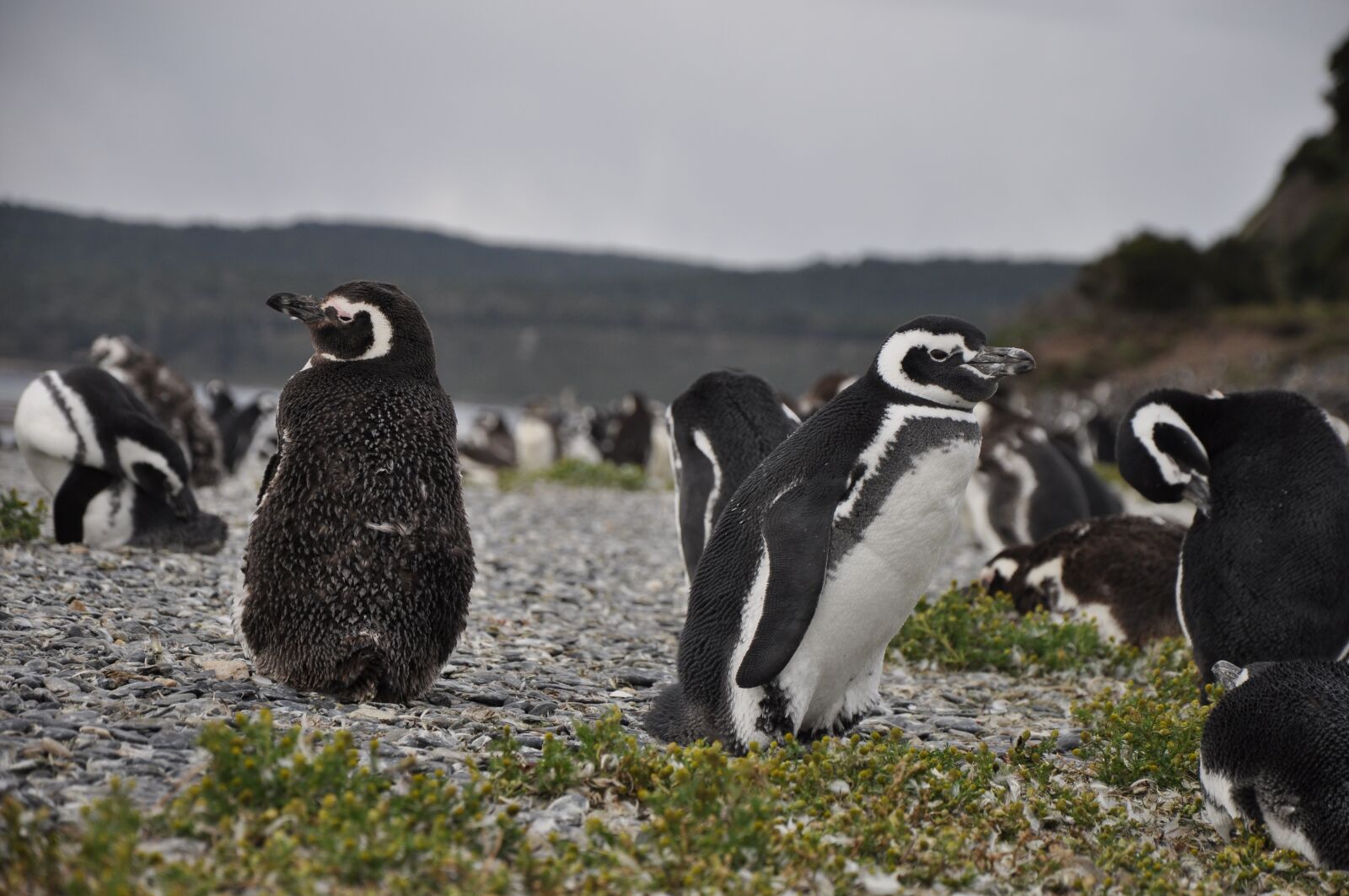 Nikon D5000 sample photo. South america, ushuaia, penguin photography