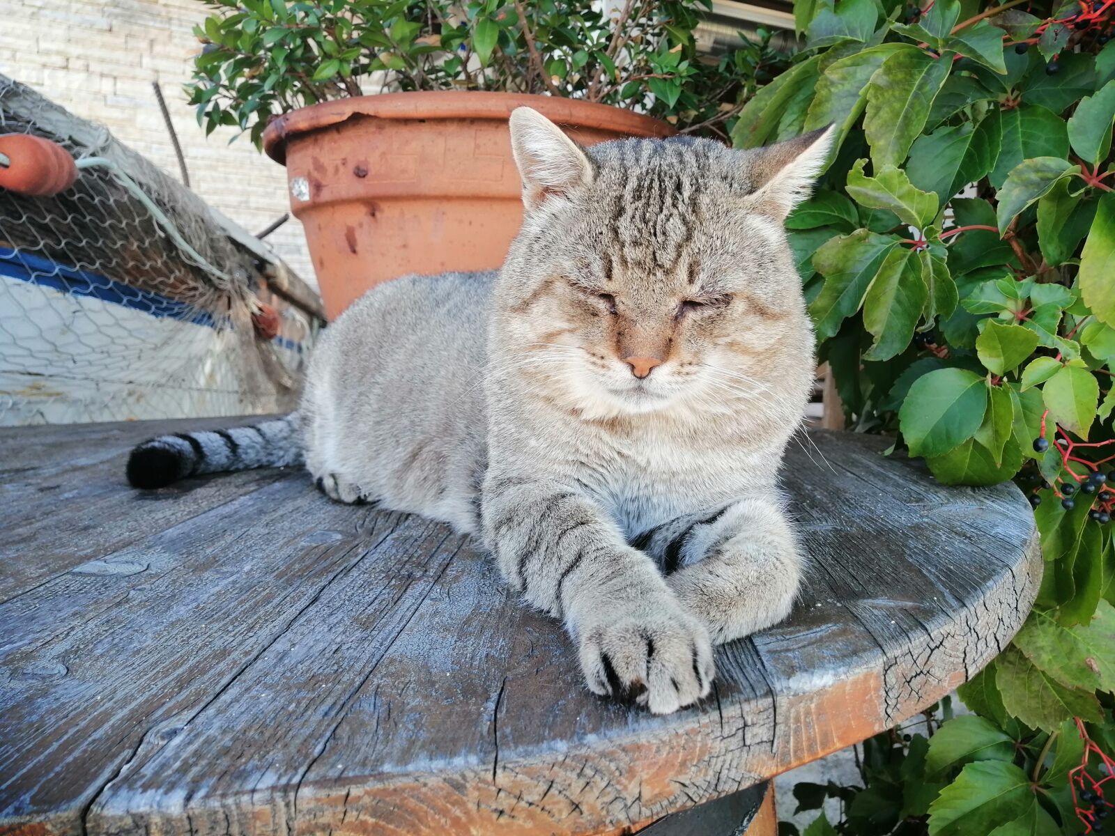 HUAWEI STK-LX1 sample photo. Cat, sleeping, relax photography