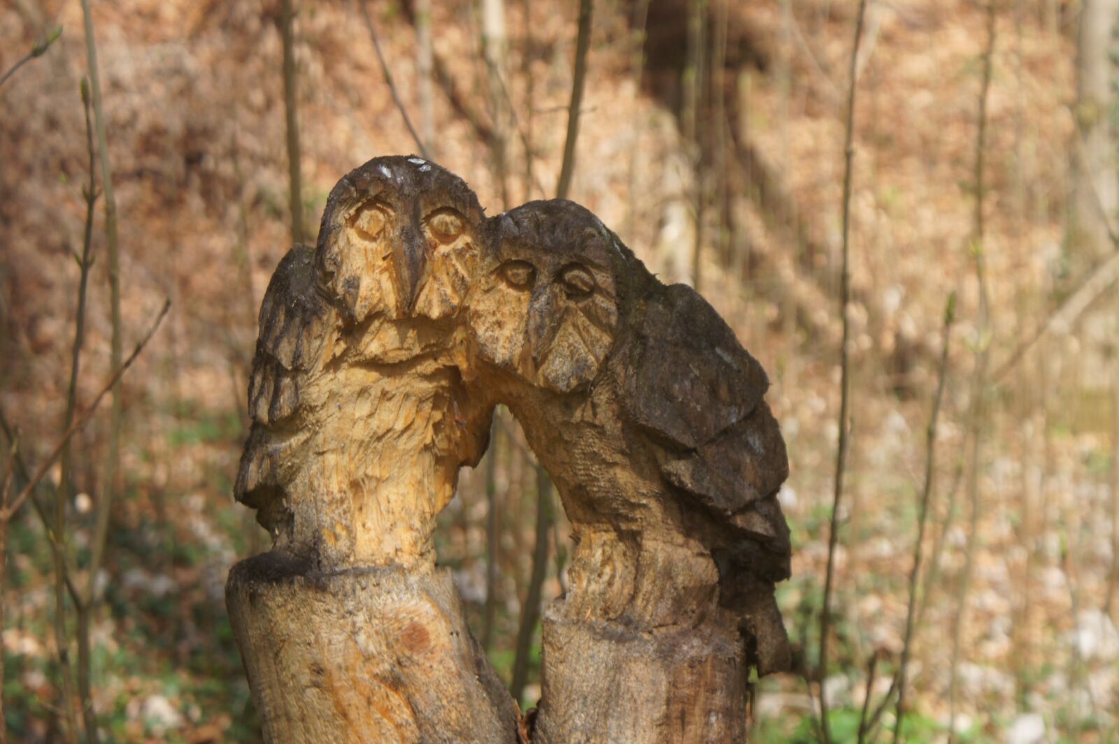 Sony Alpha DSLR-A550 sample photo. Owl, animal, nature photography