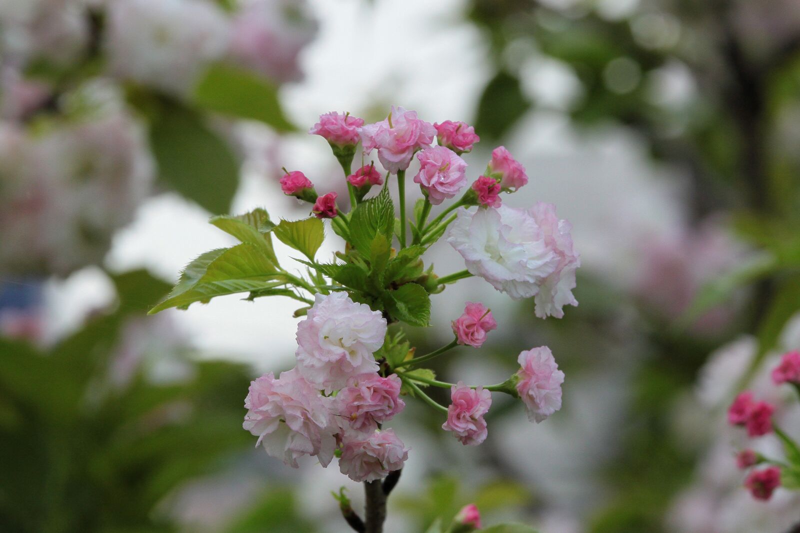 Canon EOS 500D (EOS Rebel T1i / EOS Kiss X3) sample photo. Plant, cherry blossoms, chrysanthemum photography