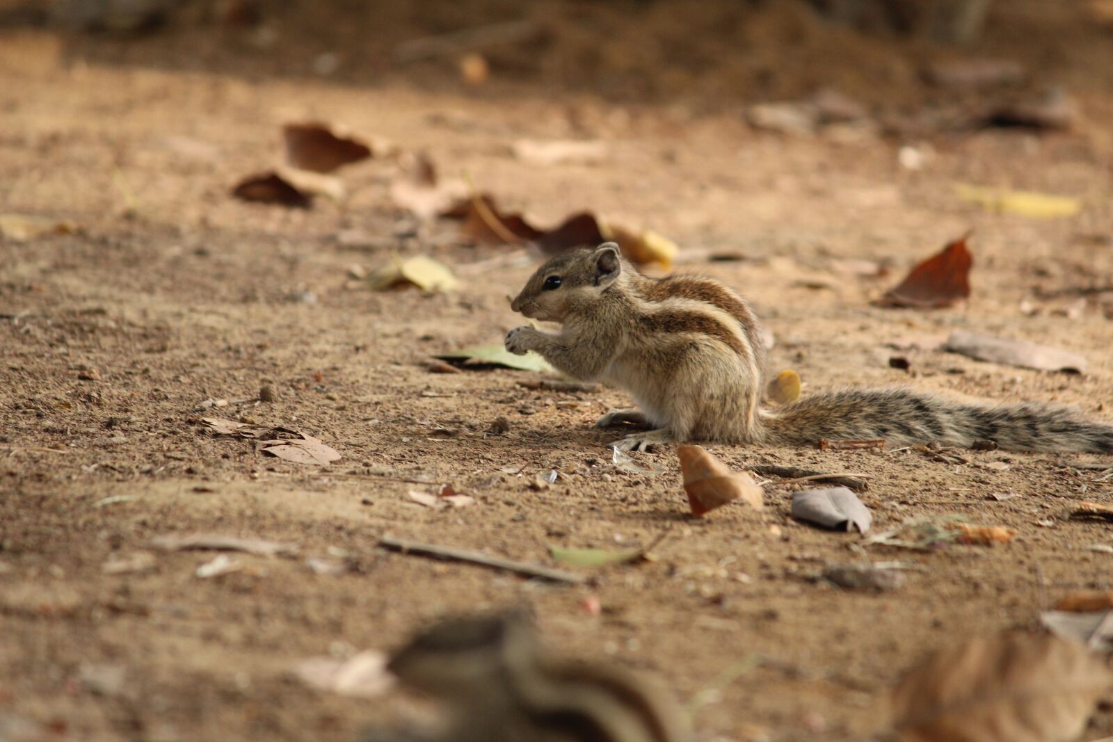 Canon EOS 1200D (EOS Rebel T5 / EOS Kiss X70 / EOS Hi) sample photo. Squirrel, nature, wildlife photography