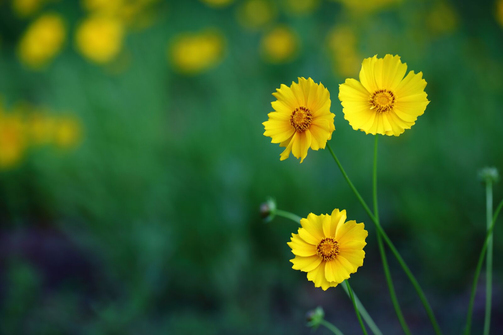 Canon EOS 5D Mark II sample photo. Nature, plants, flowers photography