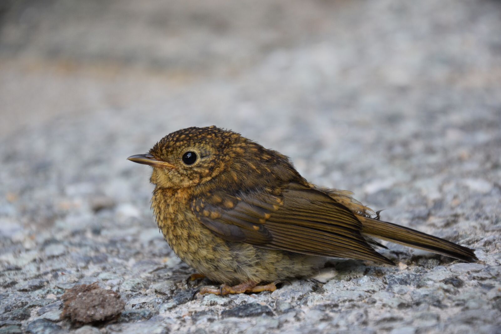 Nikon D3300 sample photo. Blackbird, bird, nature photography