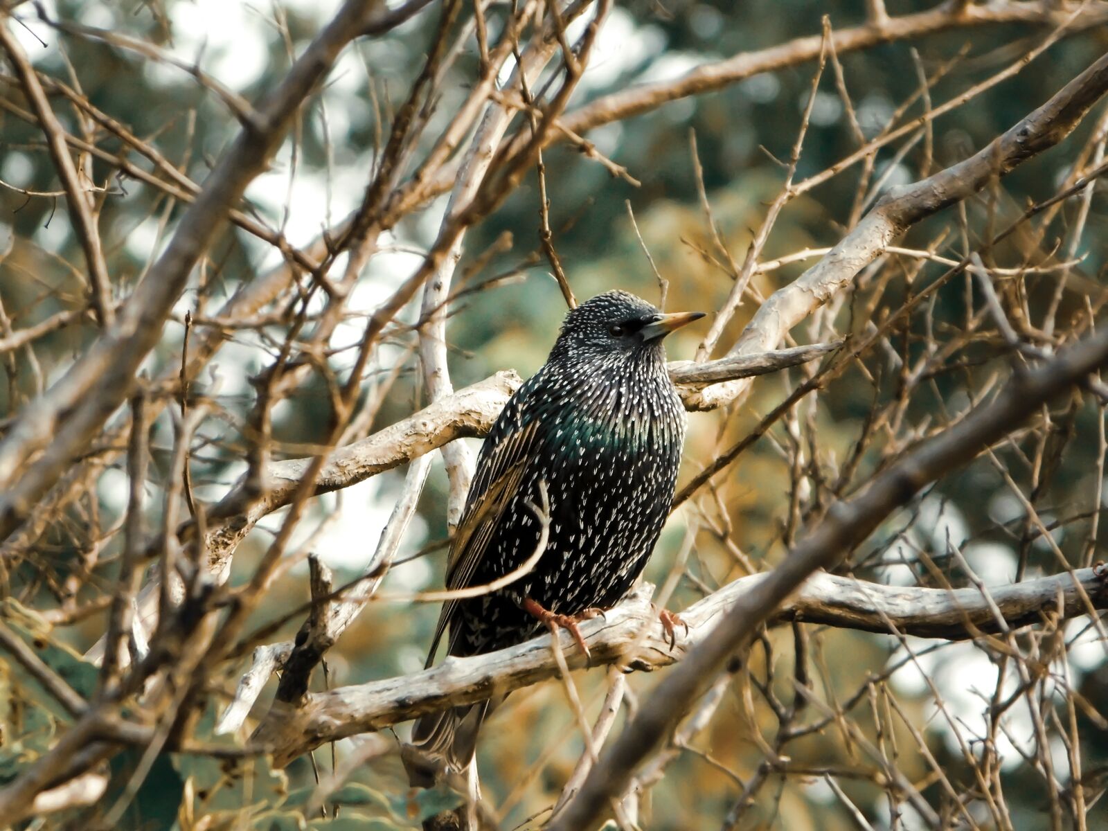 Nikon Coolpix B500 sample photo. Starling, bird, tree photography