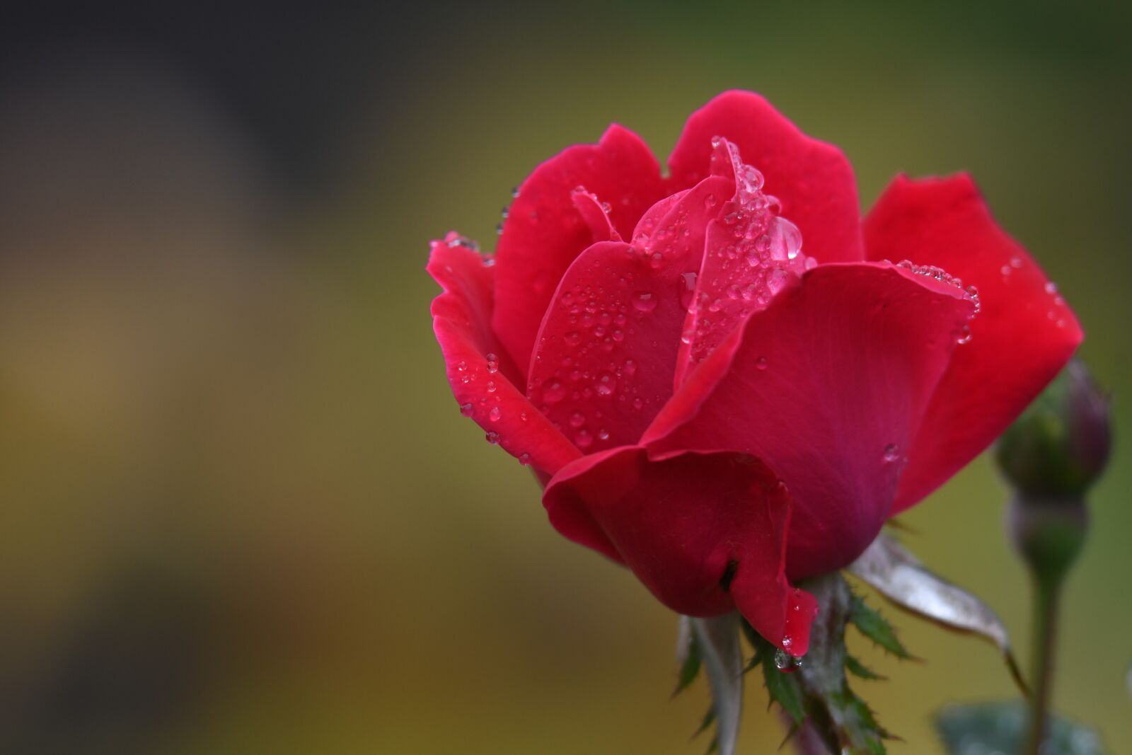 Nikon D500 sample photo. Rose, morning dew, garden photography