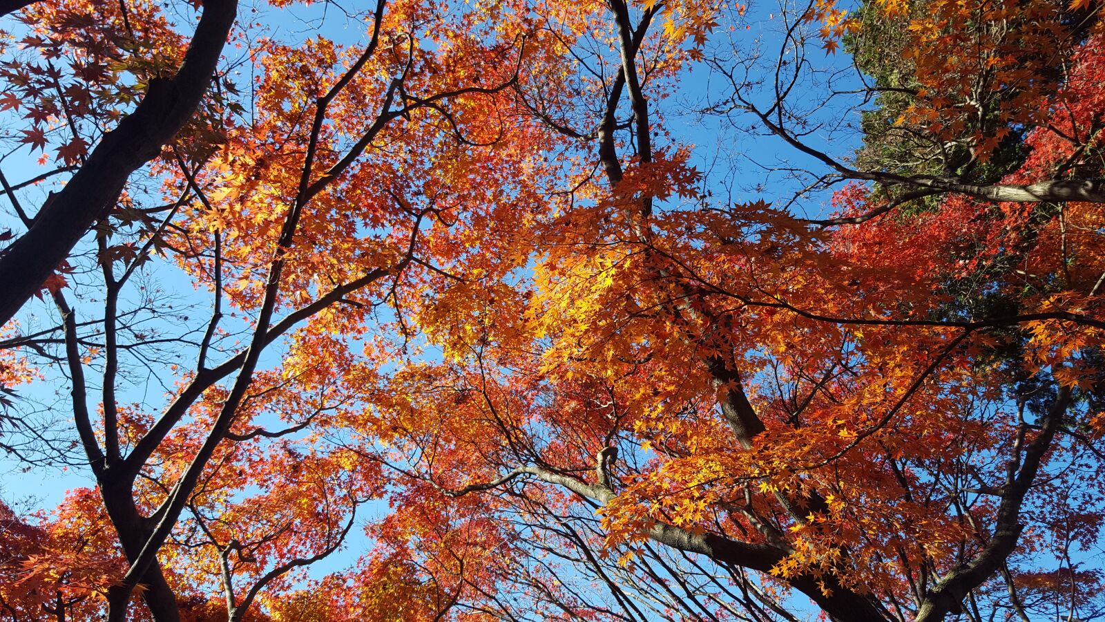 Samsung Galaxy S6 sample photo. Tree, japanese maple, leaf photography