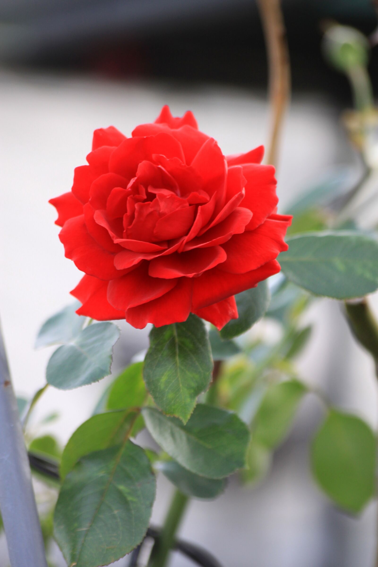 Canon EOS 50D sample photo. Rose, red flower, flowers photography