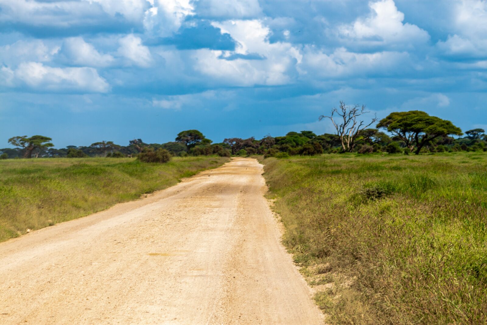 Canon EOS 500D (EOS Rebel T1i / EOS Kiss X3) sample photo. Amboseli national park, landscape photography