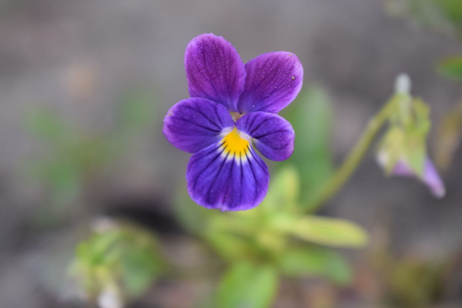 Nikon D5300 sample photo. Pansy, summer, garden photography