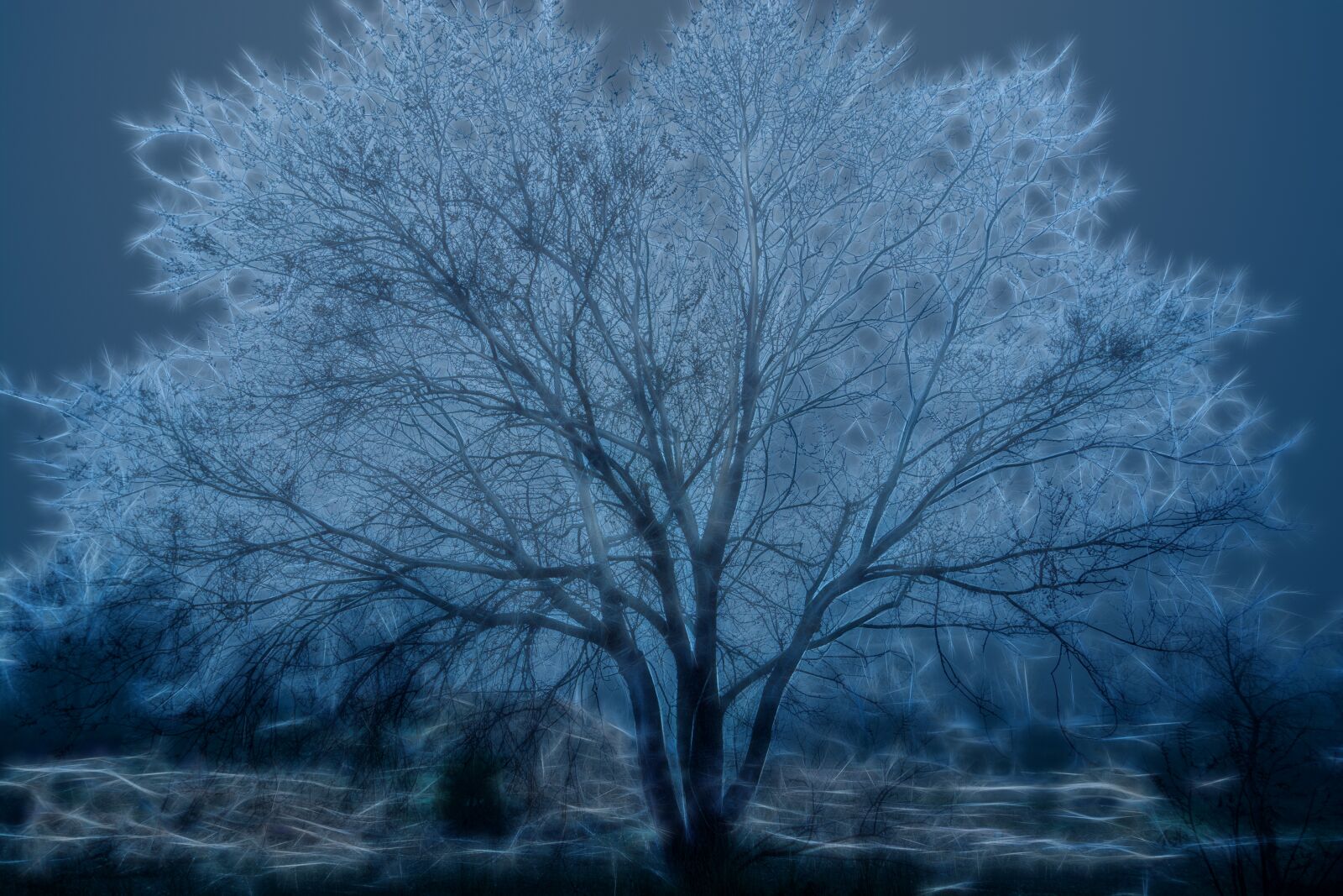 Nikon D7100 sample photo. Tree, highlights, fog photography