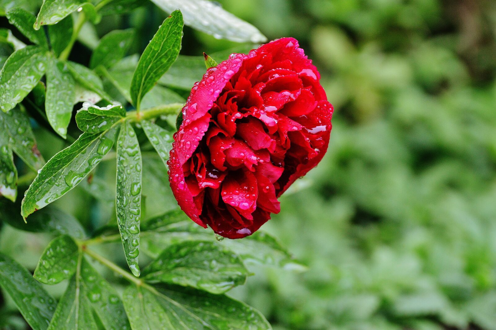 Nikon D3200 sample photo. Peony, rain, drip photography