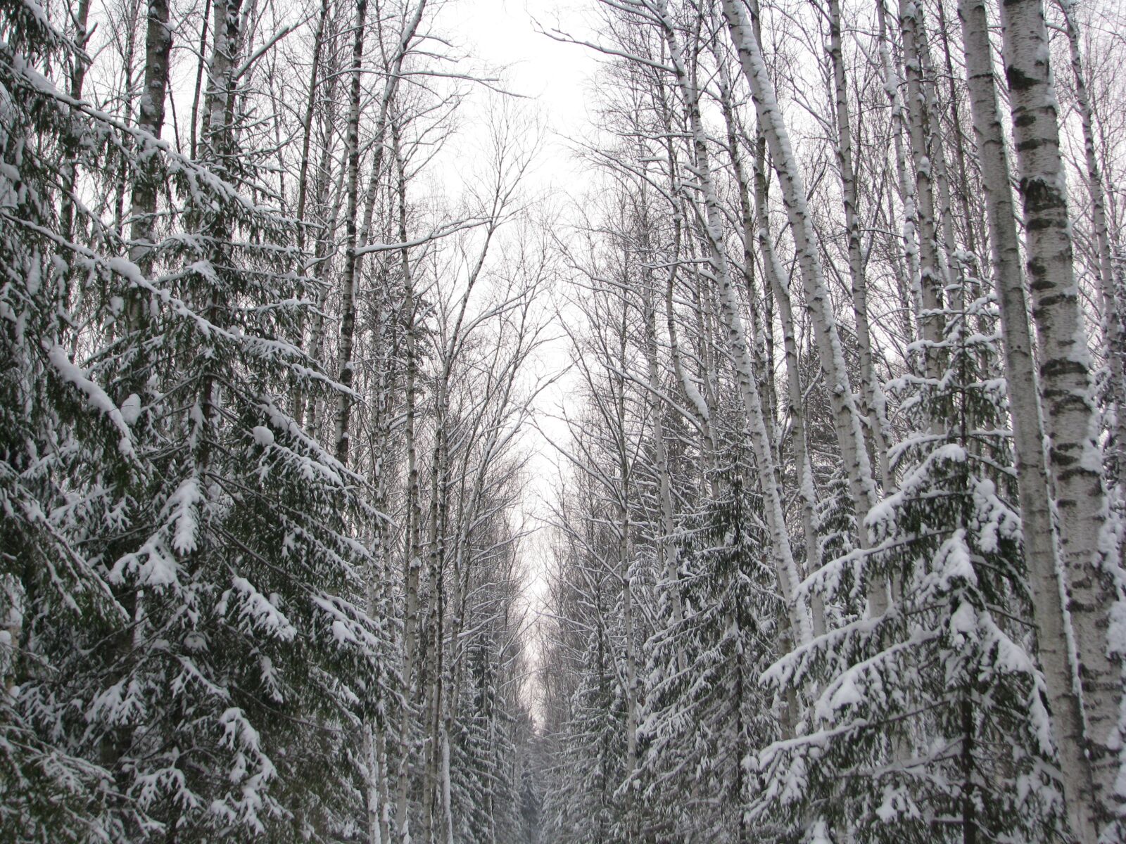 Canon POWERSHOT S5 IS sample photo. Winter, forest, trail photography