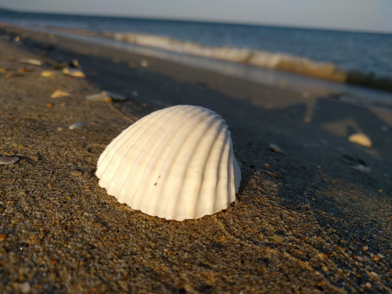 LG Nexus 5X sample photo. Shell, sea, beach photography