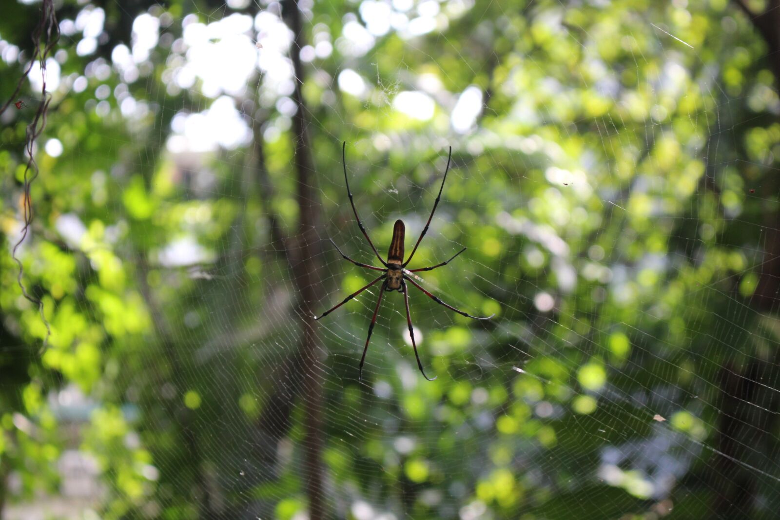 Canon EOS 700D (EOS Rebel T5i / EOS Kiss X7i) sample photo. Spider, green, nature photography