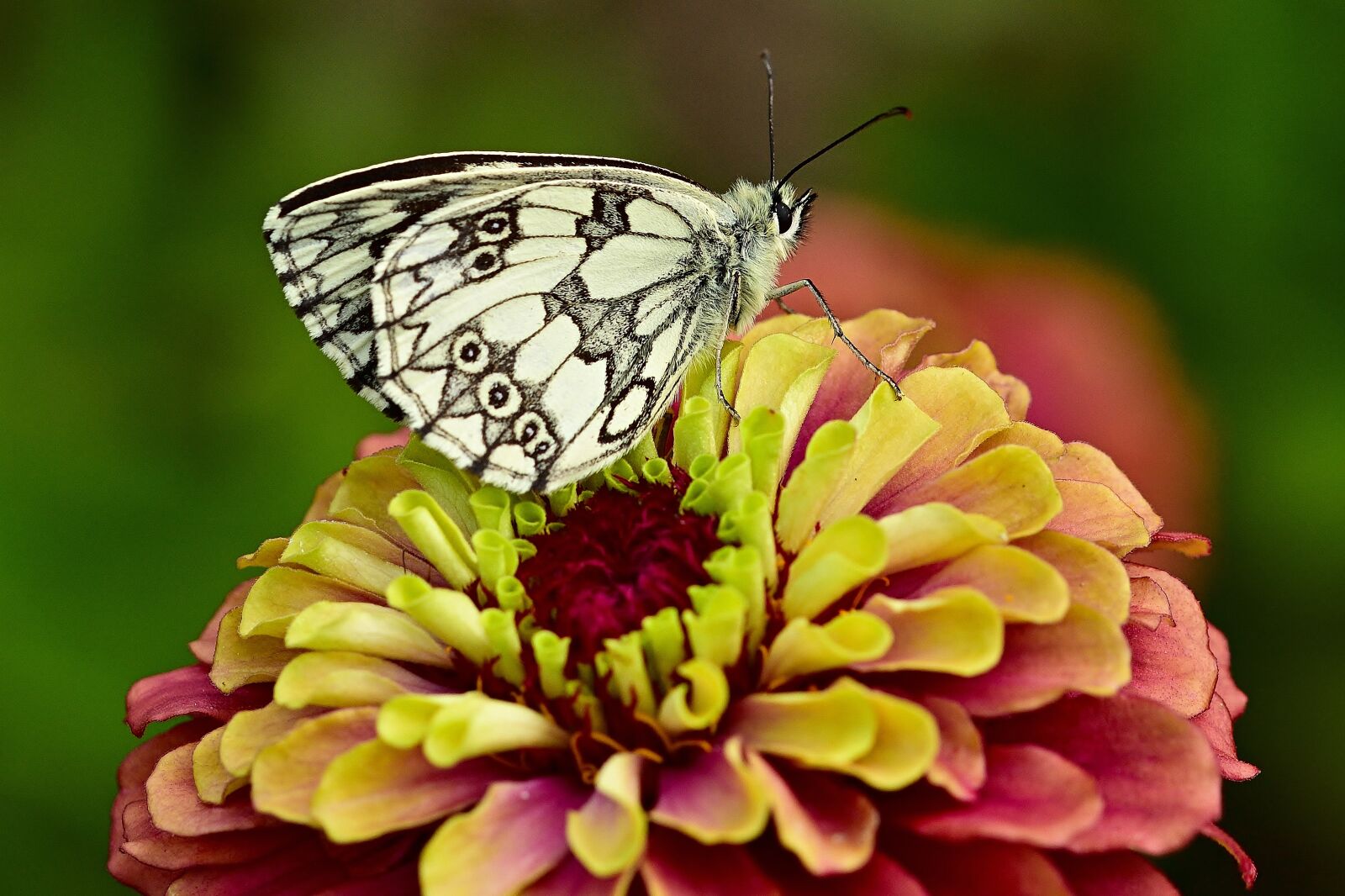 Nikon D5200 sample photo. Butterfly, checkered butterfly, zinnia photography