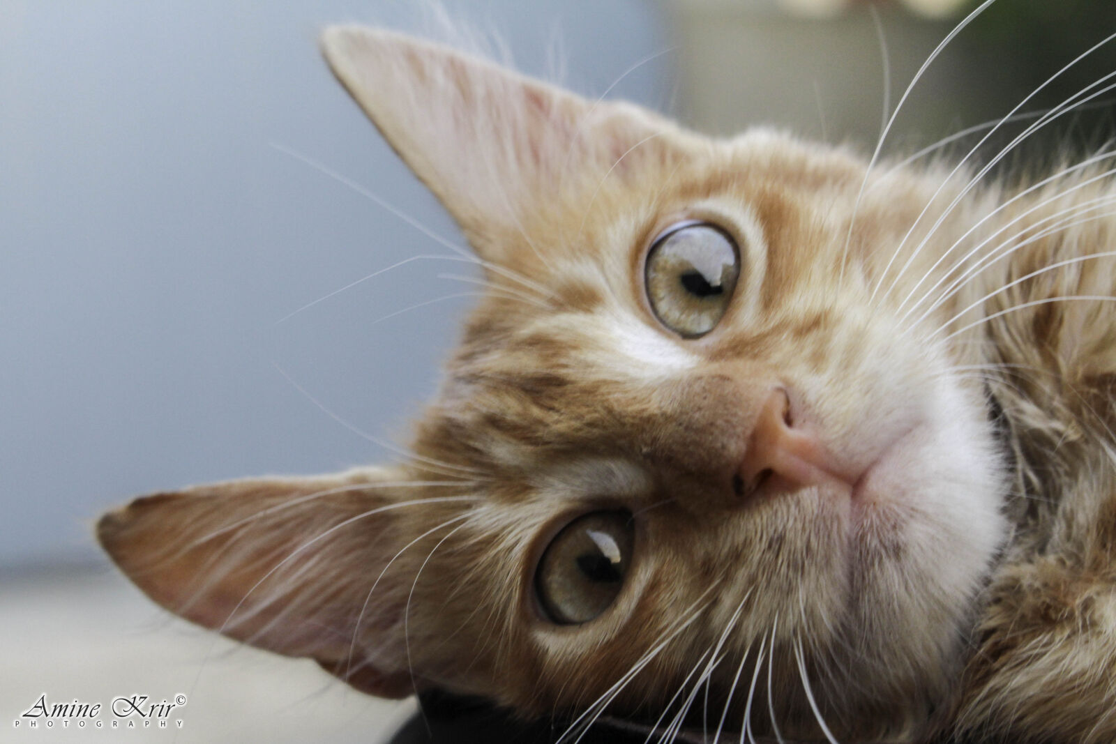 Canon EOS 700D (EOS Rebel T5i / EOS Kiss X7i) sample photo. Cat, cat, face, cat photography