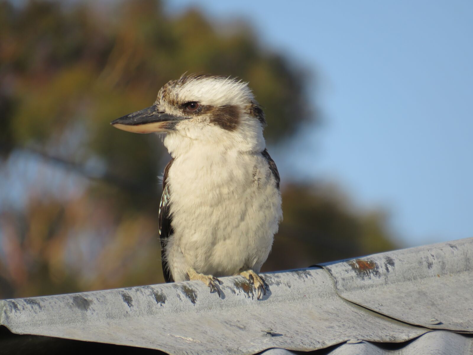 Canon PowerShot SX540 HS sample photo. Kookaburra, bird, australia photography