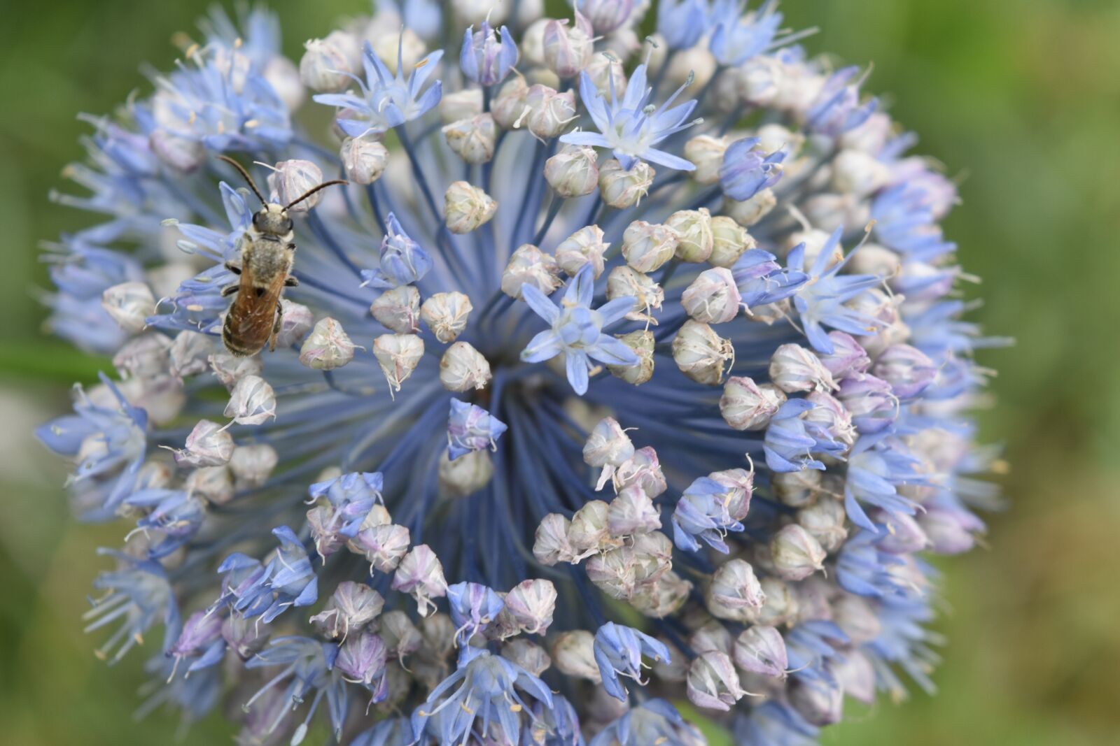 Nikon D5600 sample photo. Nature, flower, flora photography