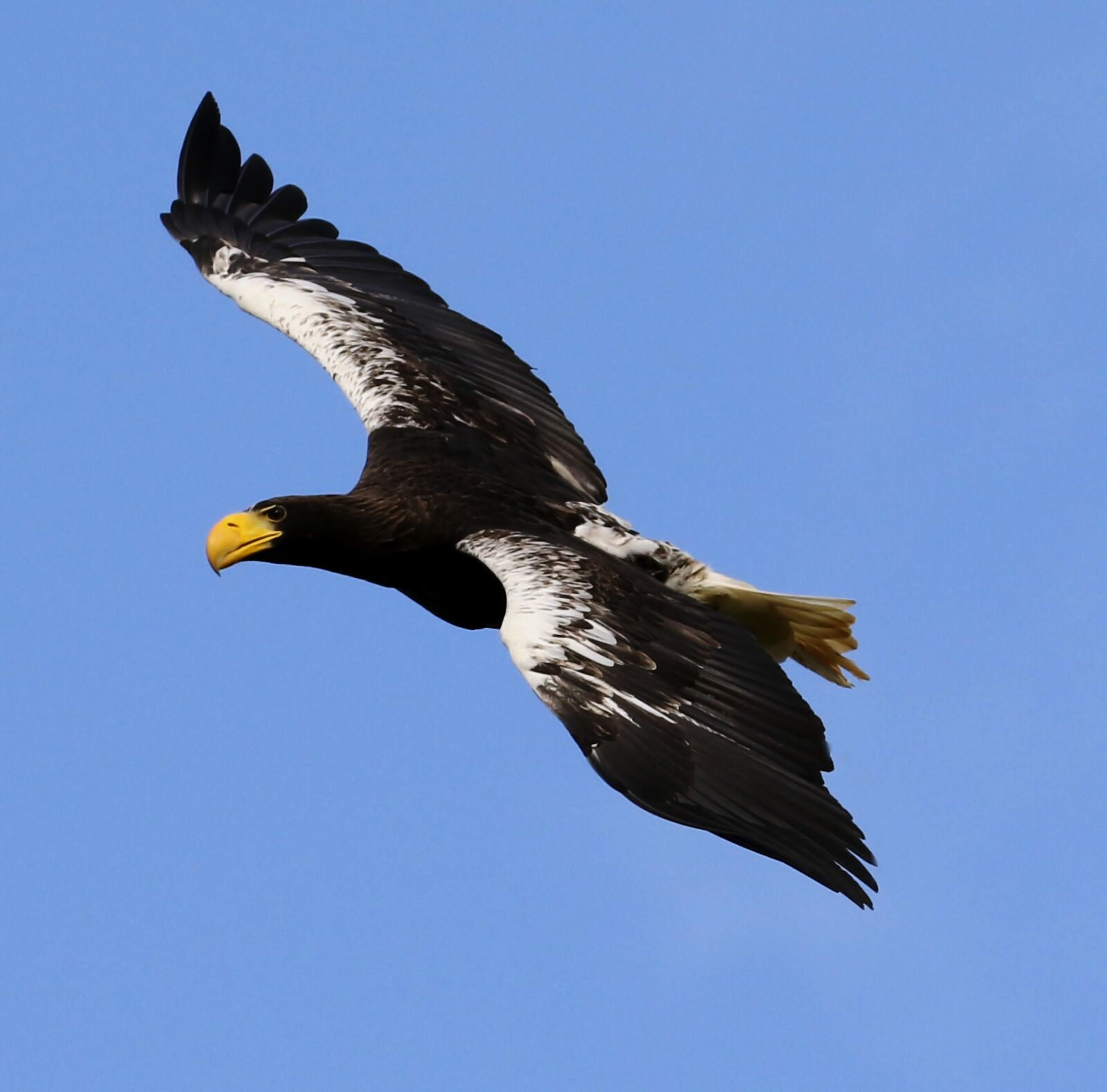 Canon EOS 7D Mark II sample photo. Stellar sea eagle, sea photography