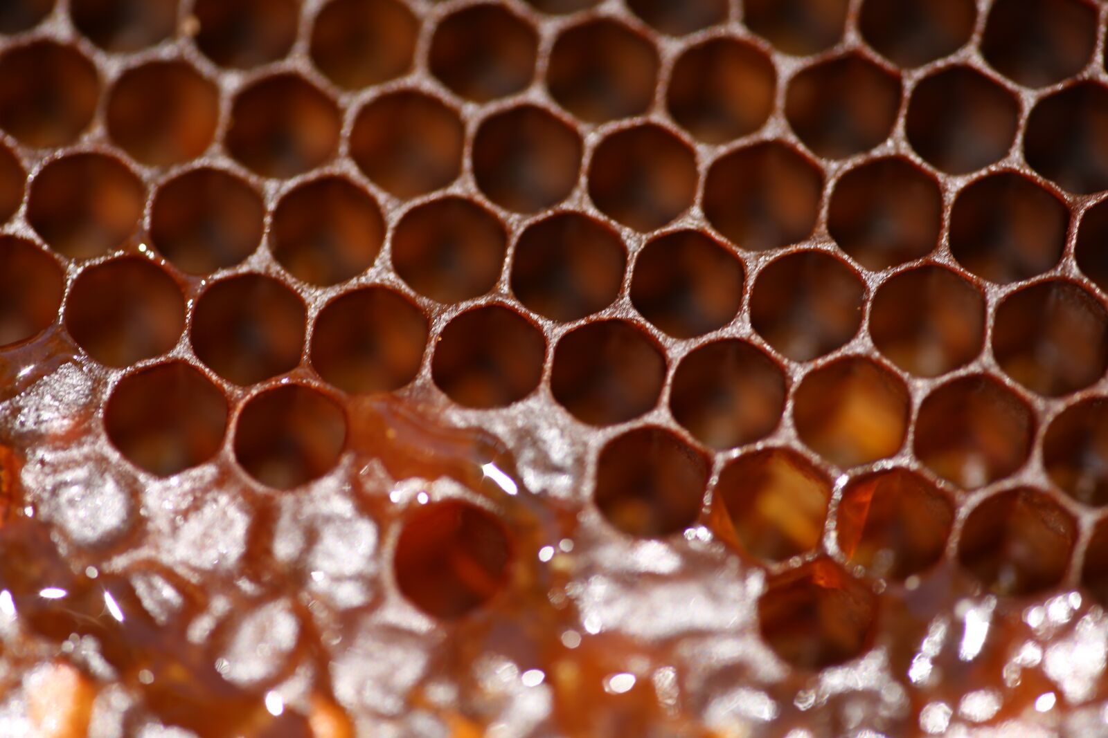 Canon EF 180mm F3.5L Macro USM sample photo. Honeycomb, beeswax, honey photography