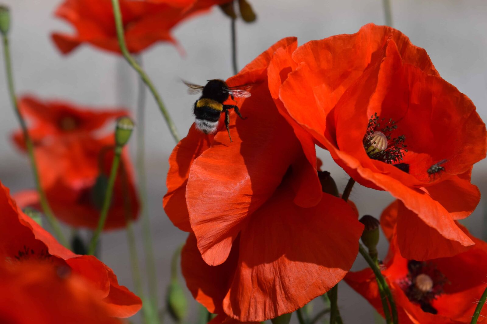 Nikon D3300 sample photo. Flower, insect, red poppy photography