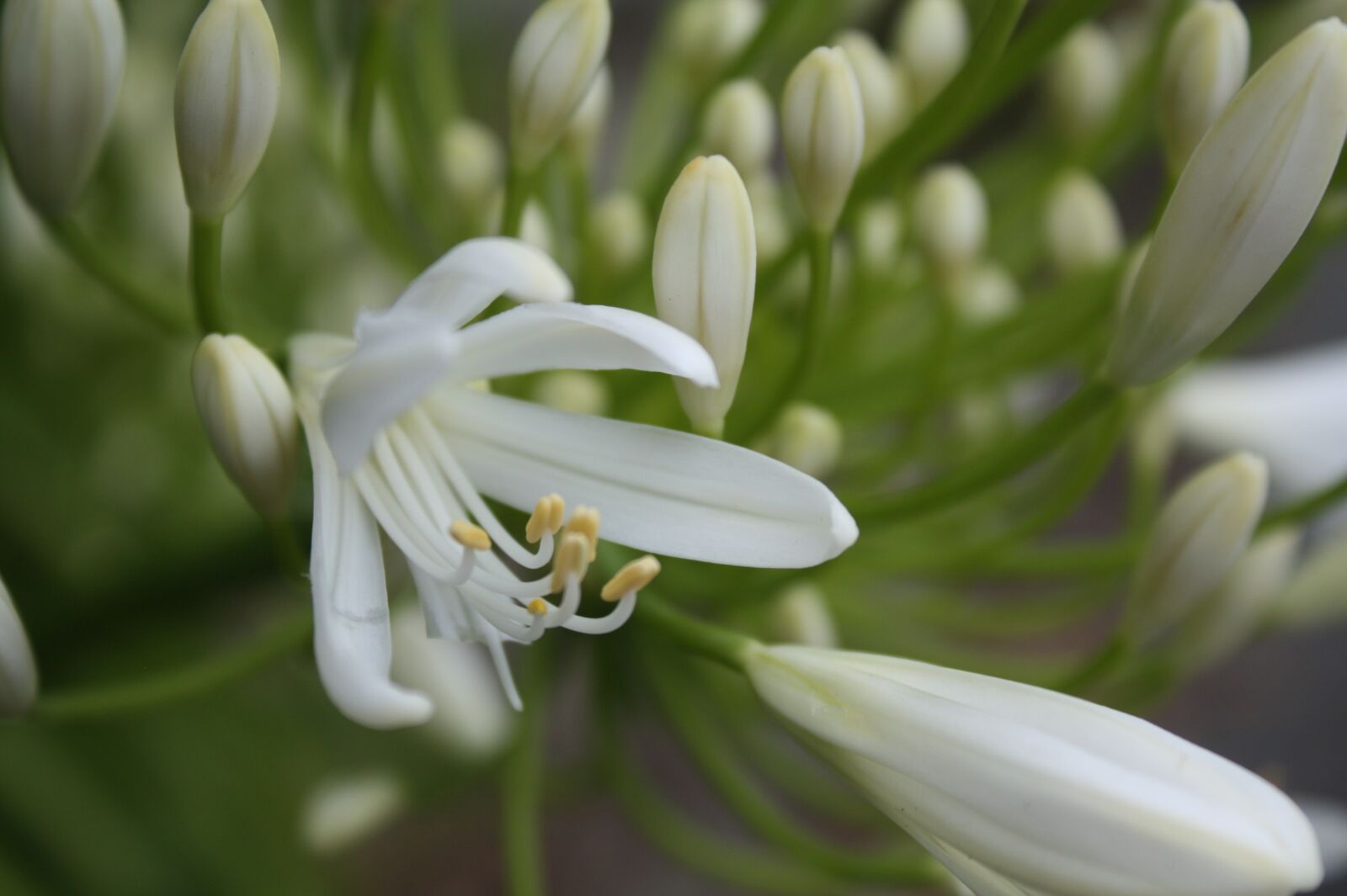 Canon EOS 450D (EOS Rebel XSi / EOS Kiss X2) sample photo. Agapanthus, white, bloom photography
