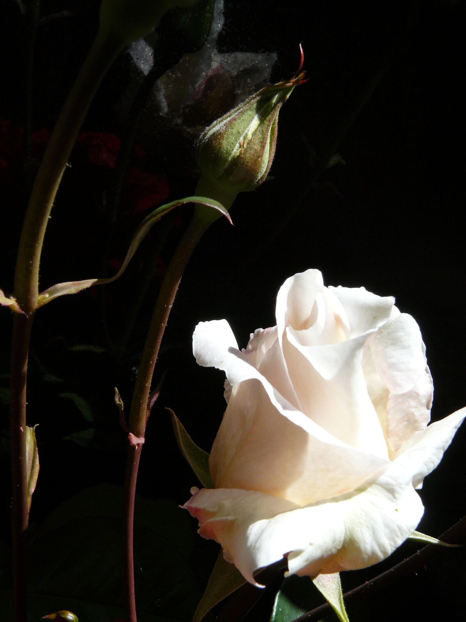 Panasonic DMC-FZ8 sample photo. Rose, white rose, flower photography