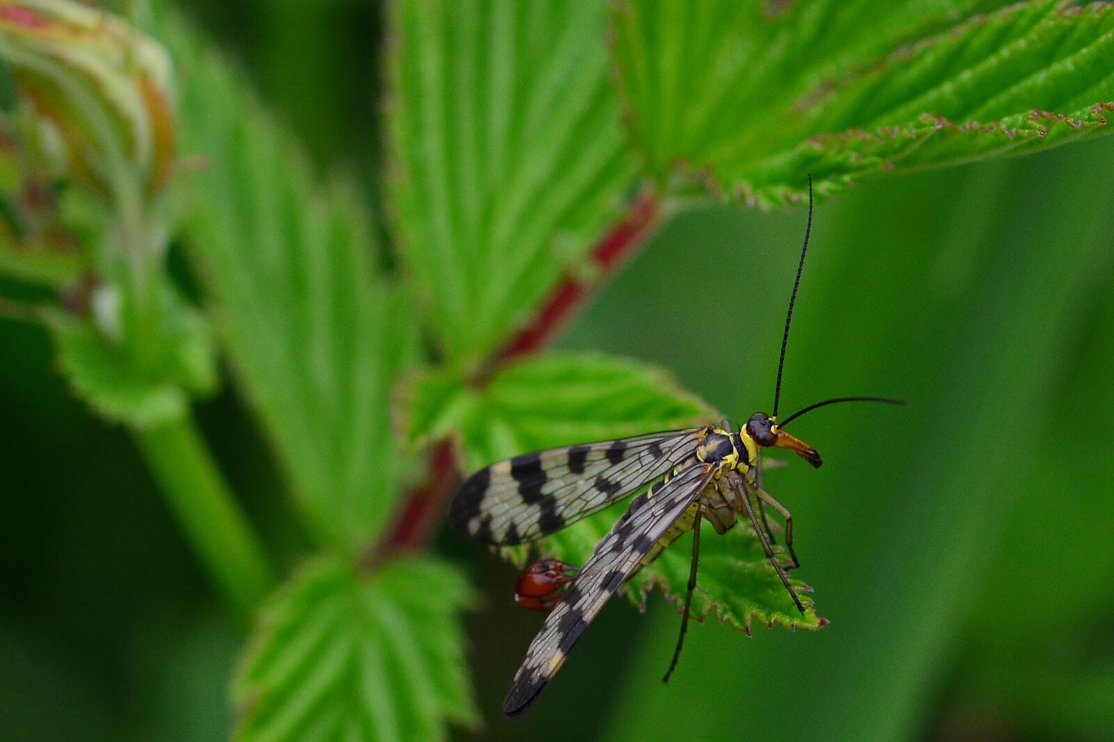 Nikon D5200 sample photo. Nature, communis, male photography