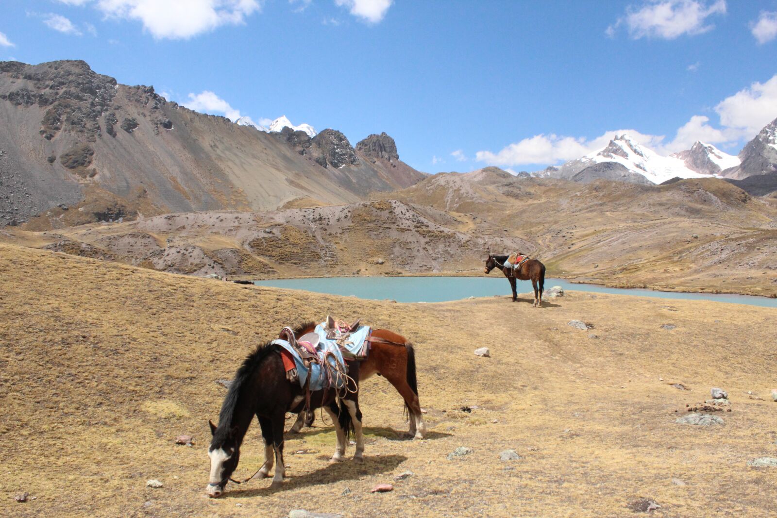 Canon EOS 1300D (EOS Rebel T6 / EOS Kiss X80) sample photo. Horses, landscape, ausangate photography