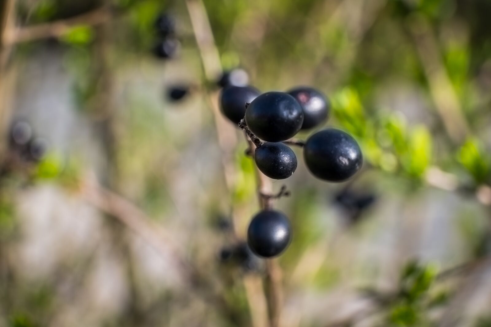 Fujifilm XF 16-55mm F2.8 R LM WR sample photo. Nature, fruit, leaf photography