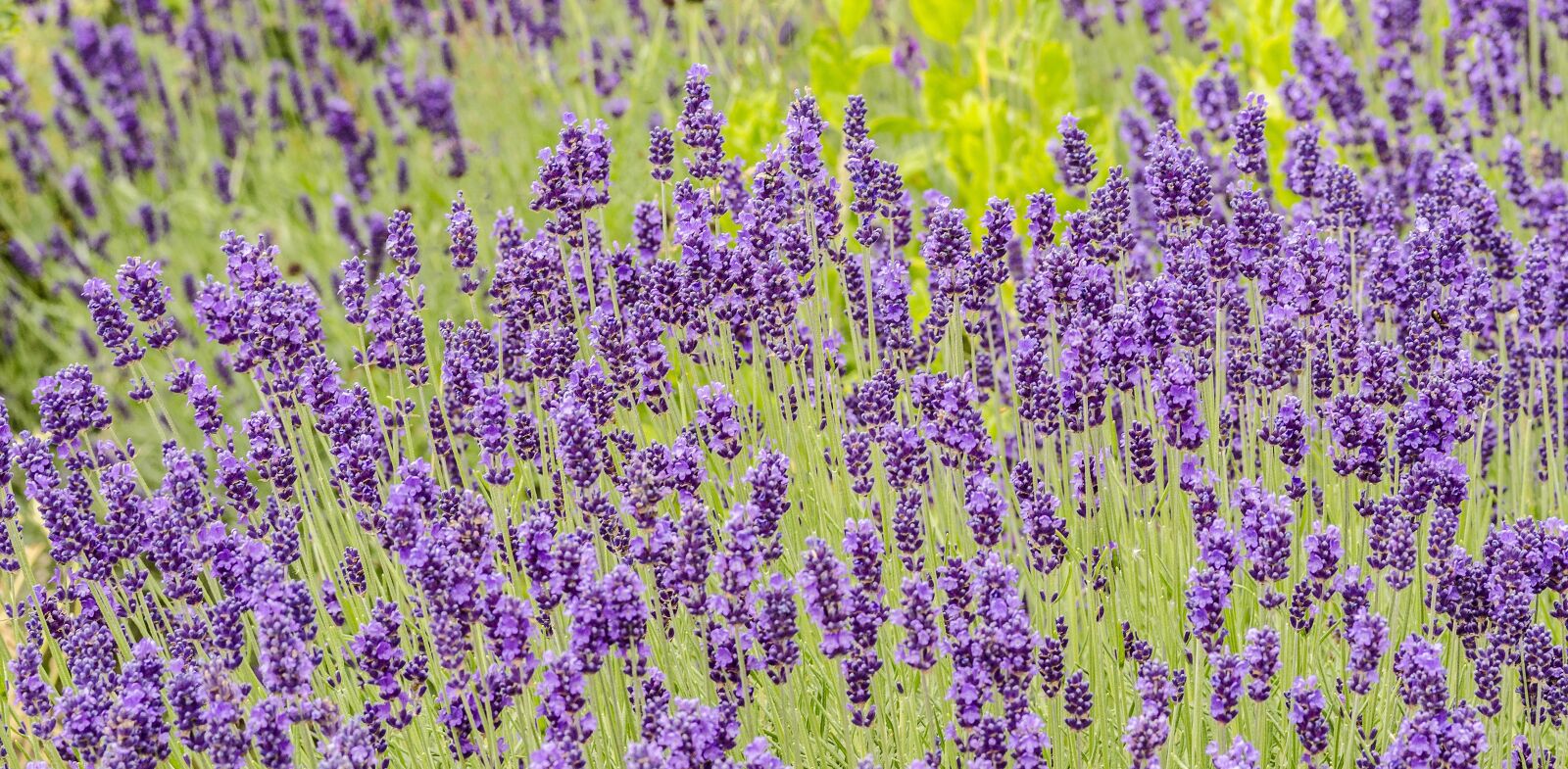 Nikon D7000 sample photo. Flowers, lavender, garden photography