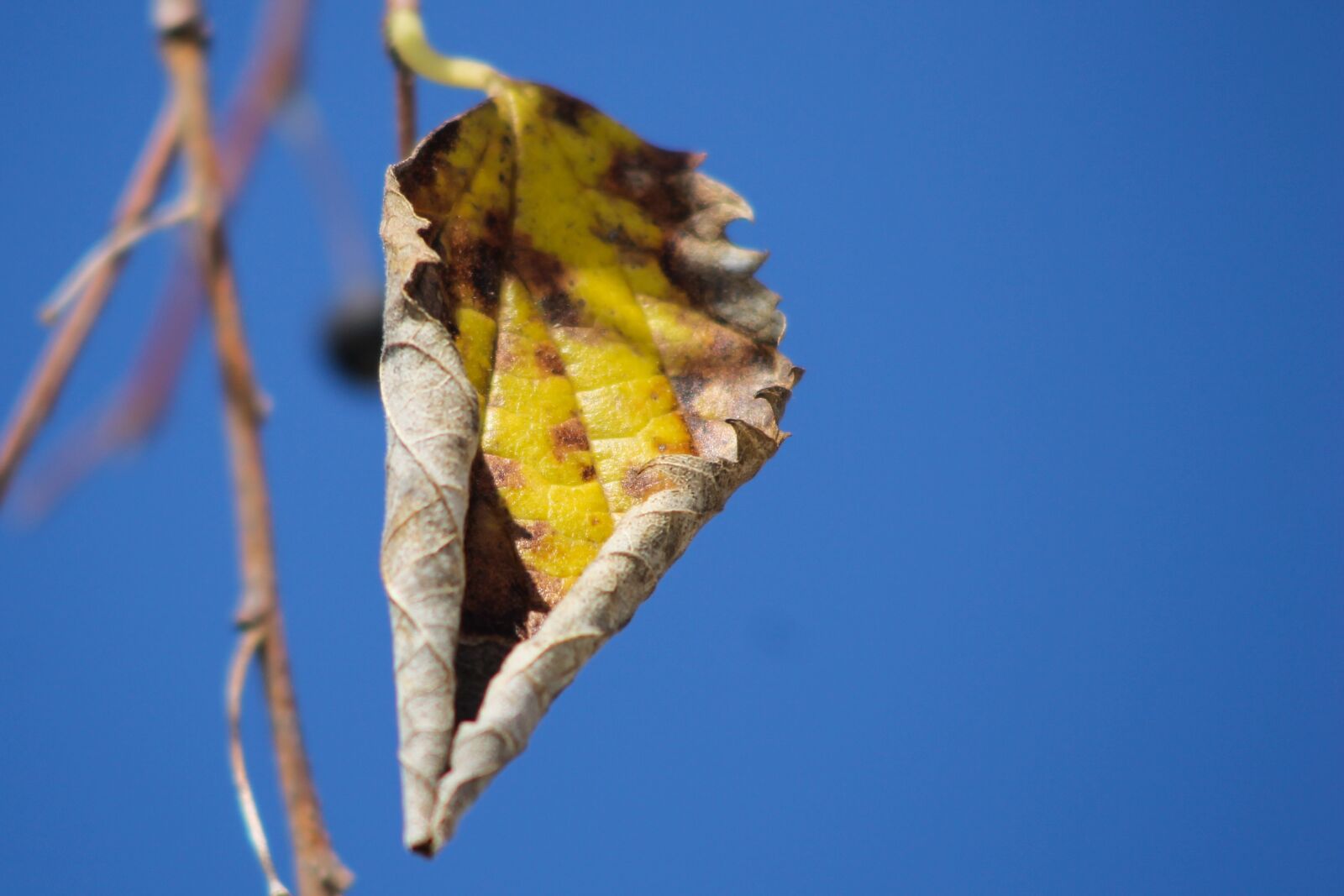 Canon EF 90-300mm F4.5-5.6 sample photo. Leaf, autumn, sky photography