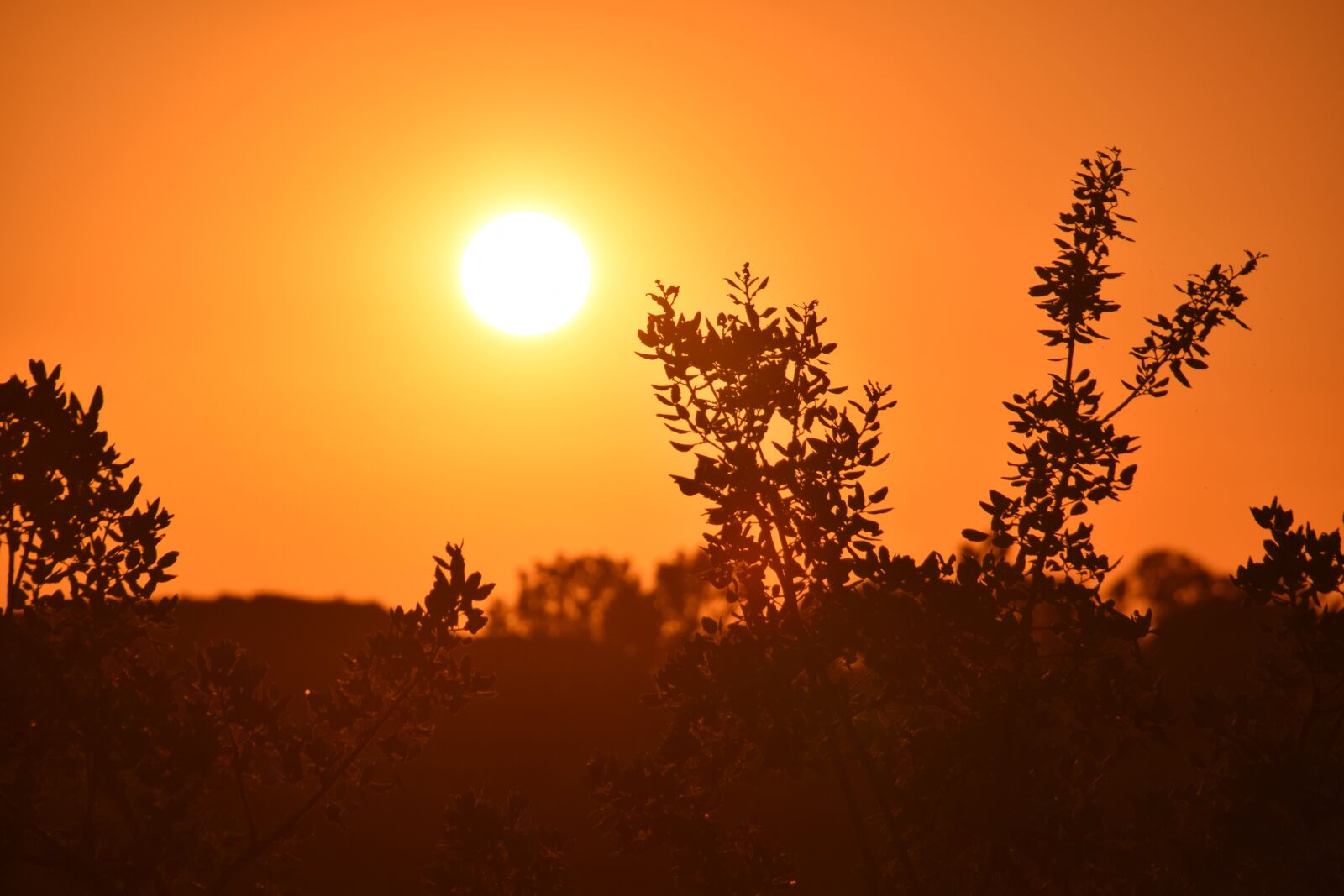 Nikon D3300 sample photo. Evening, mood, romantic photography