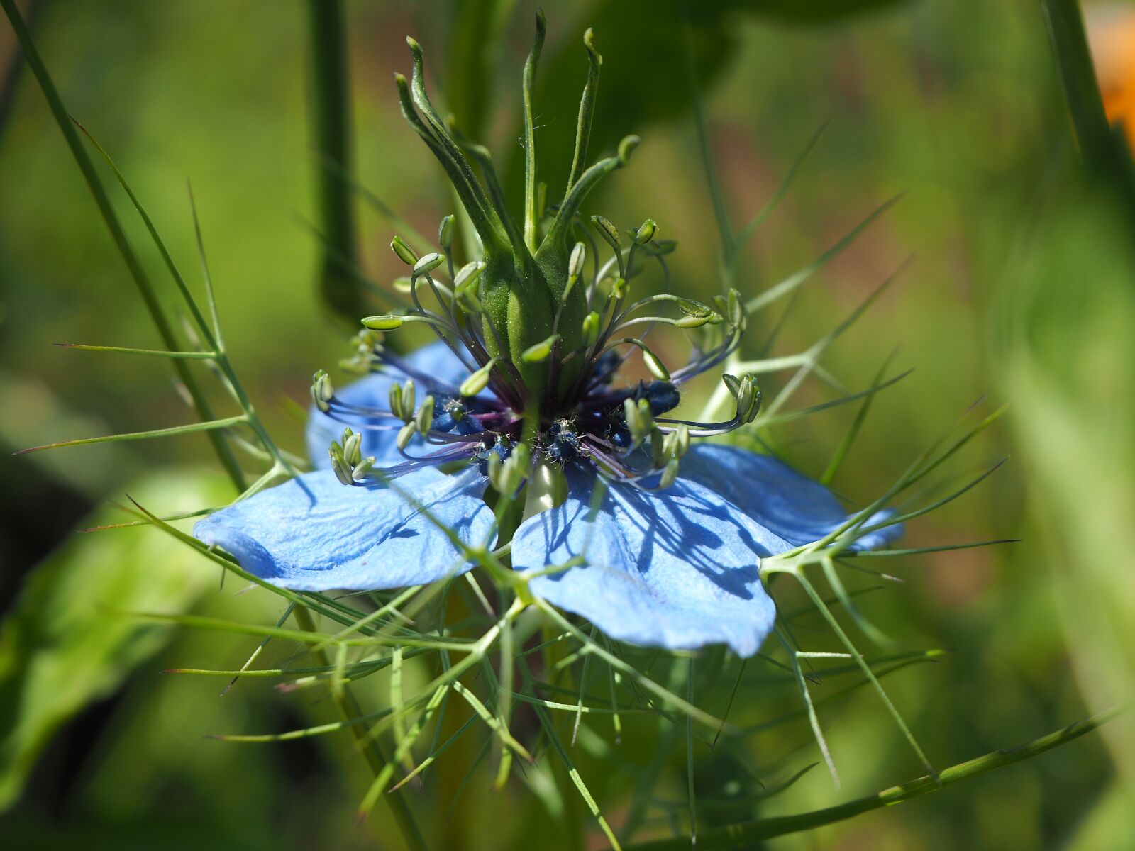 Olympus OM-D E-M10 III sample photo. Garden, flowers, summer photography