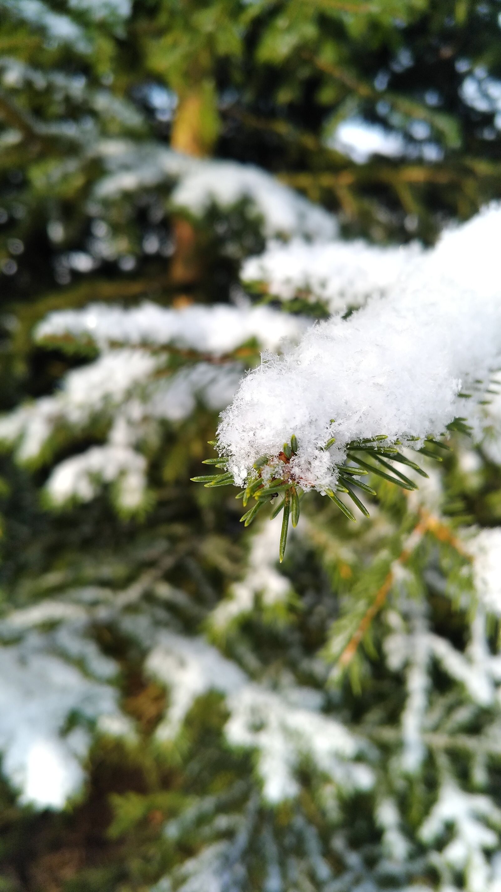ASUS ZenFone 3 Zoom (ZE553KL) sample photo. Tree, season, winter photography