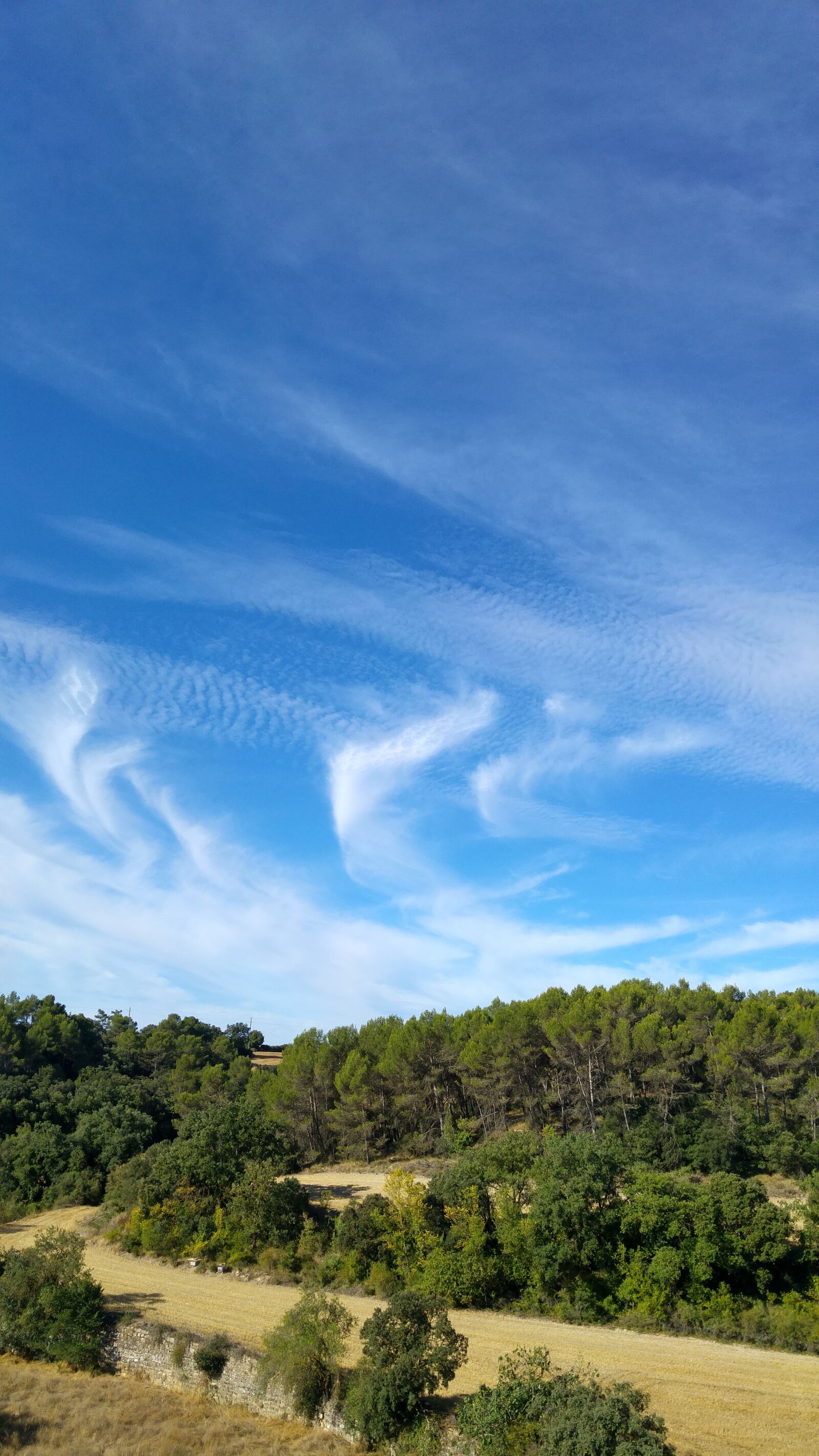 LG G4 sample photo. Landscape, forest, sky photography