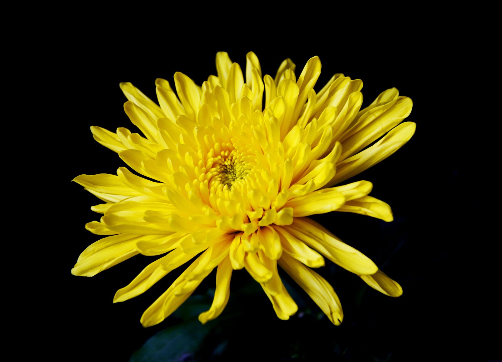 Nikon D7200 sample photo. Chrysanthemum, yellow chrysanthemum, yellow photography
