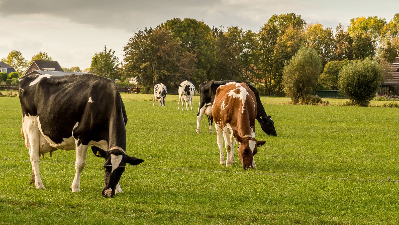 Nikon D3200 sample photo. Cows, netherlands, pasture photography