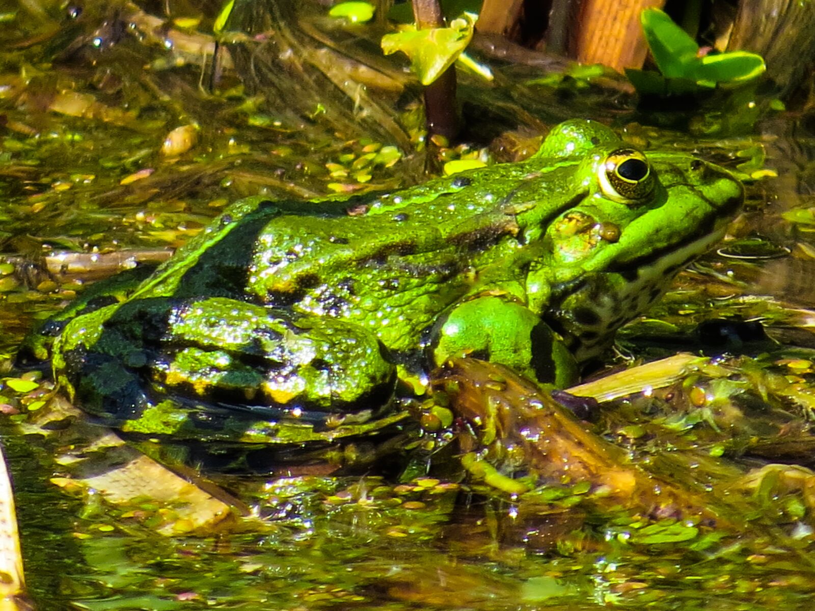 Canon PowerShot SX50 HS sample photo. Frog, amphibian, nature photography